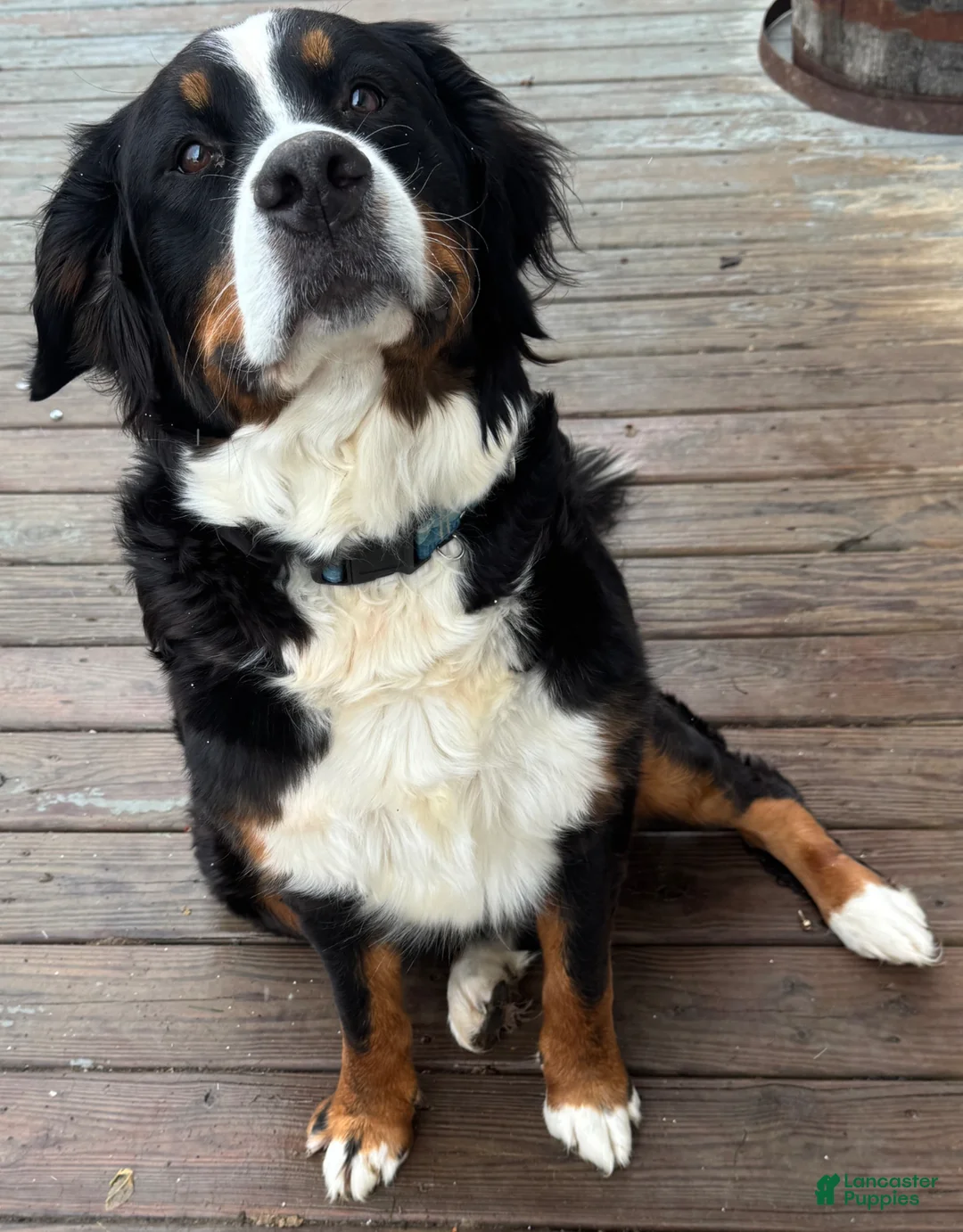 Bernese Mountain Dog dogs for sale: Bernese Mountain Dog Puppy 2 Mr gray - Ad 2