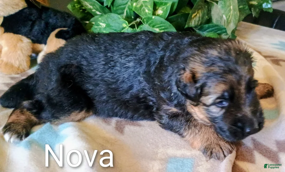 German Shepherd dogs for sale: German Shepherd Puppy 1 - Ad 1