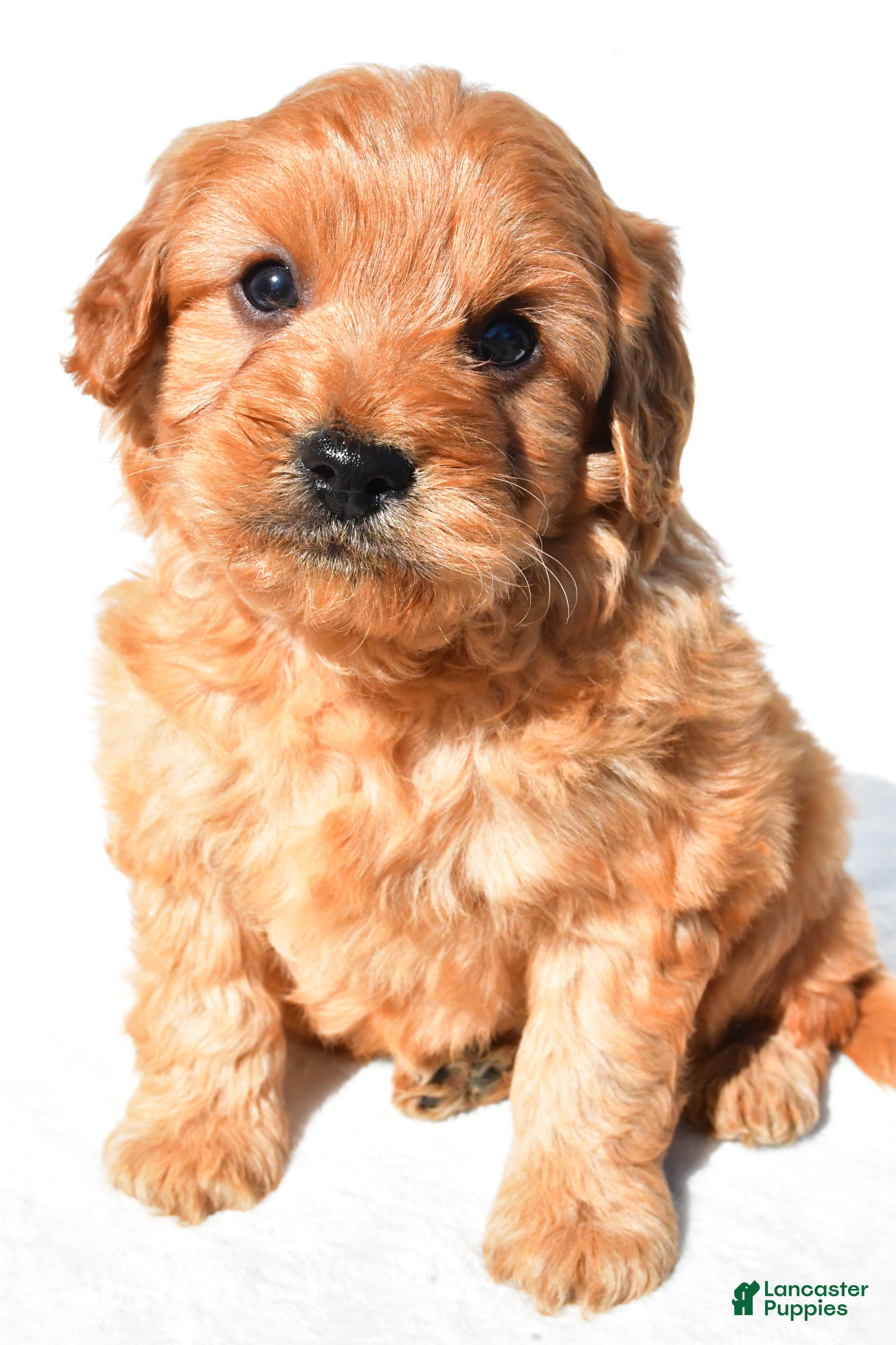 Mini Goldendoodle dogs Bentley - Ad 1