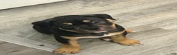 American Bully dogs for sale: Future - Ad 4