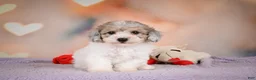 Maltipoo dogs for sale: Jasper - Ad 13