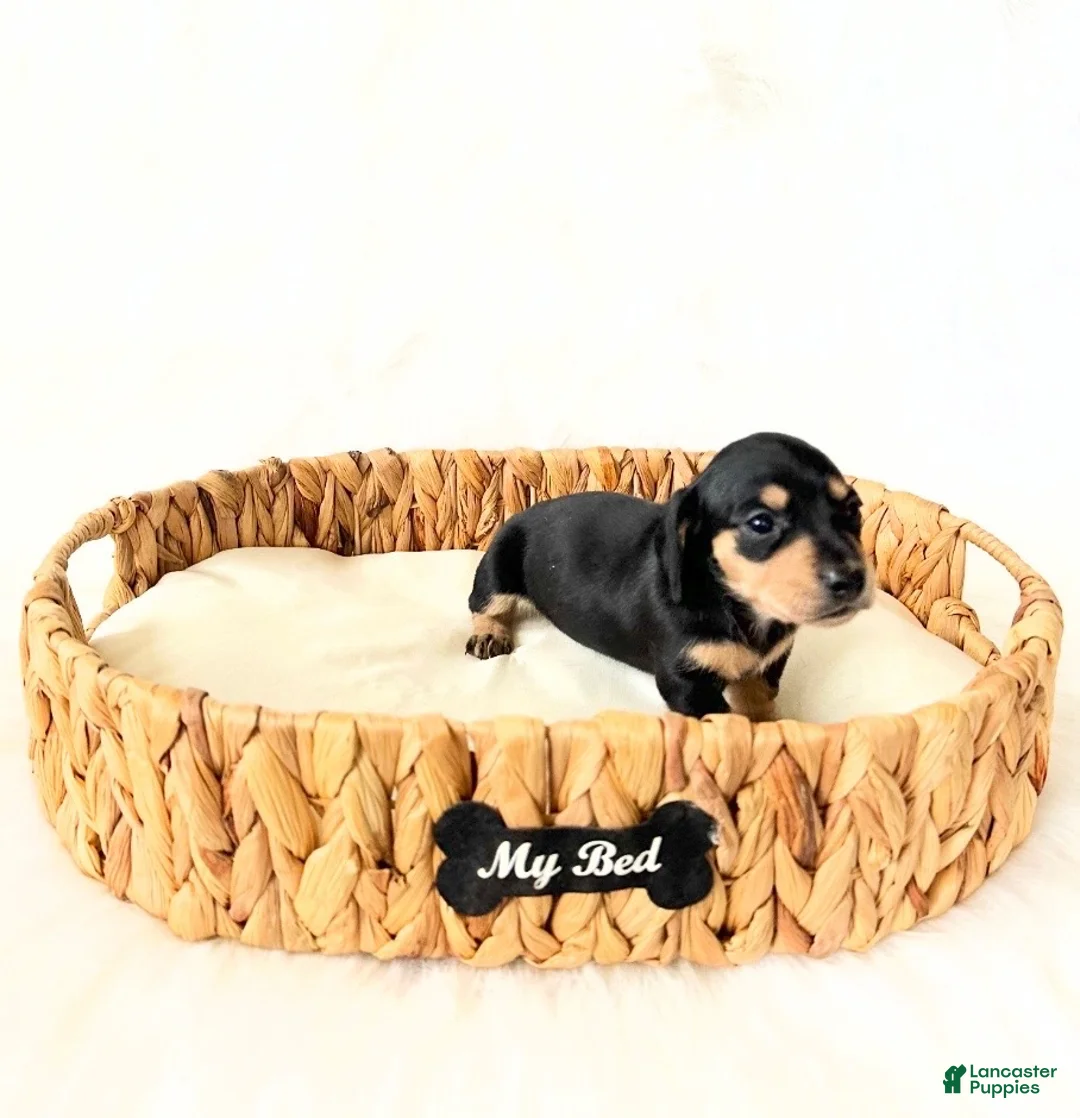 Miniature Dachshund dogs for sale: AKC Zoey - Ad 3