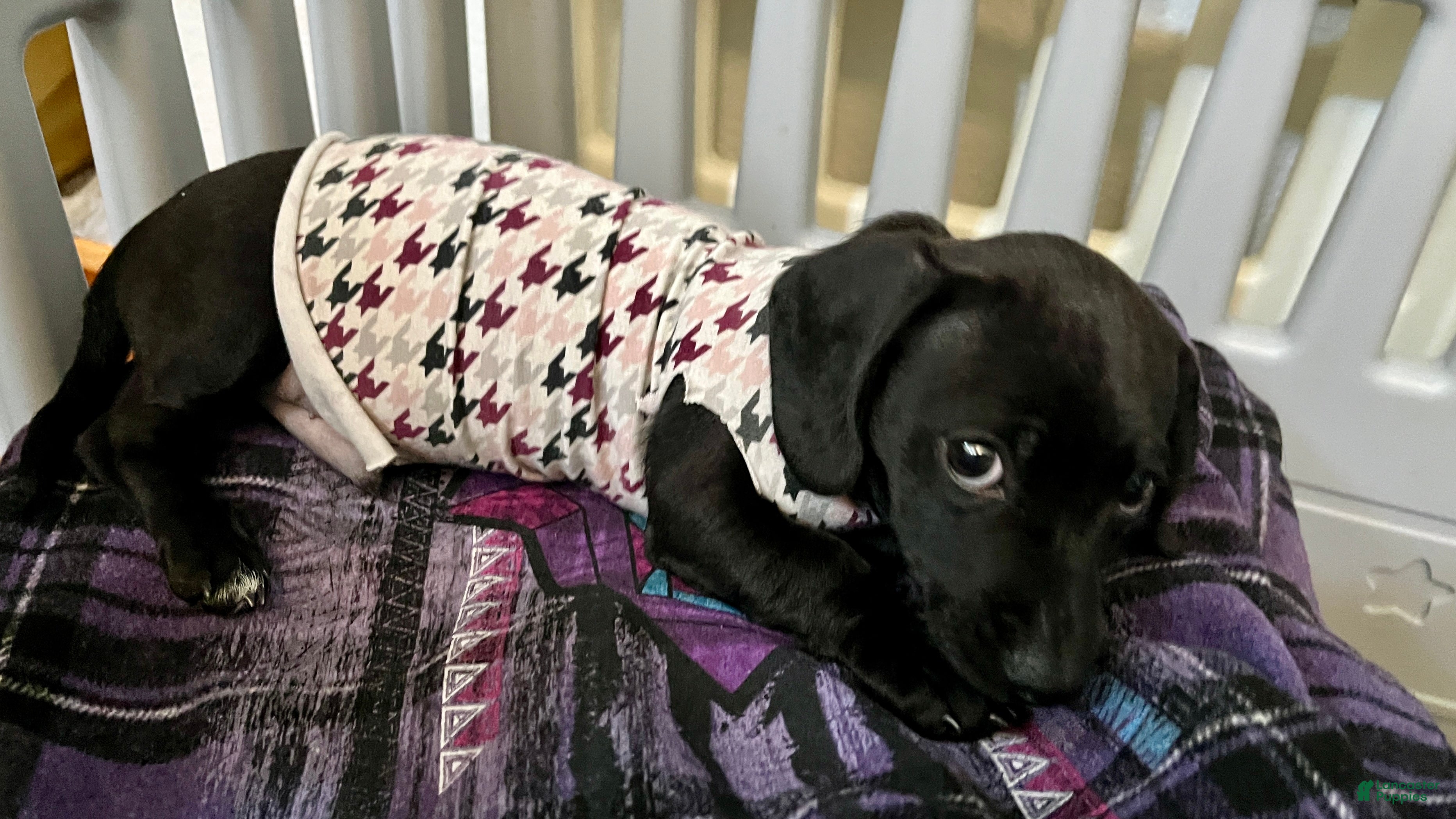 Dachshund dogs Dachshund Puppy 1 - Ad 4