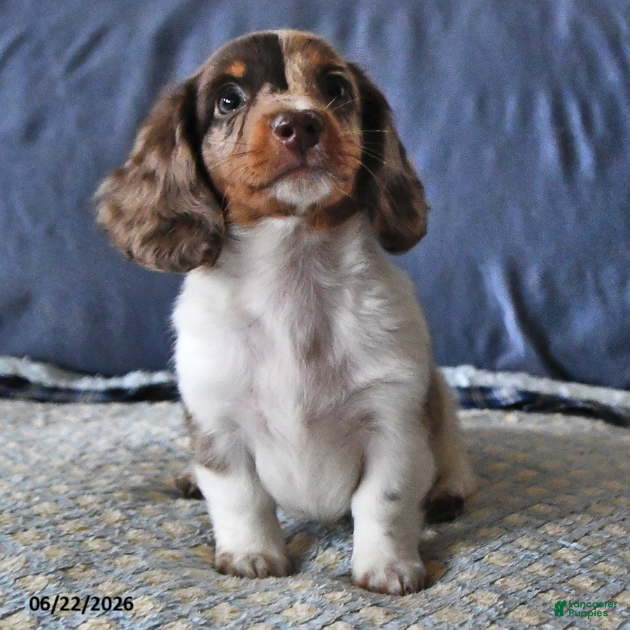 Miniature Dachshund dogs Cooper - Ad 2