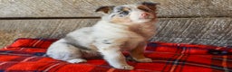 Mixed Breed dogs for sale: Petunia - Ad 2