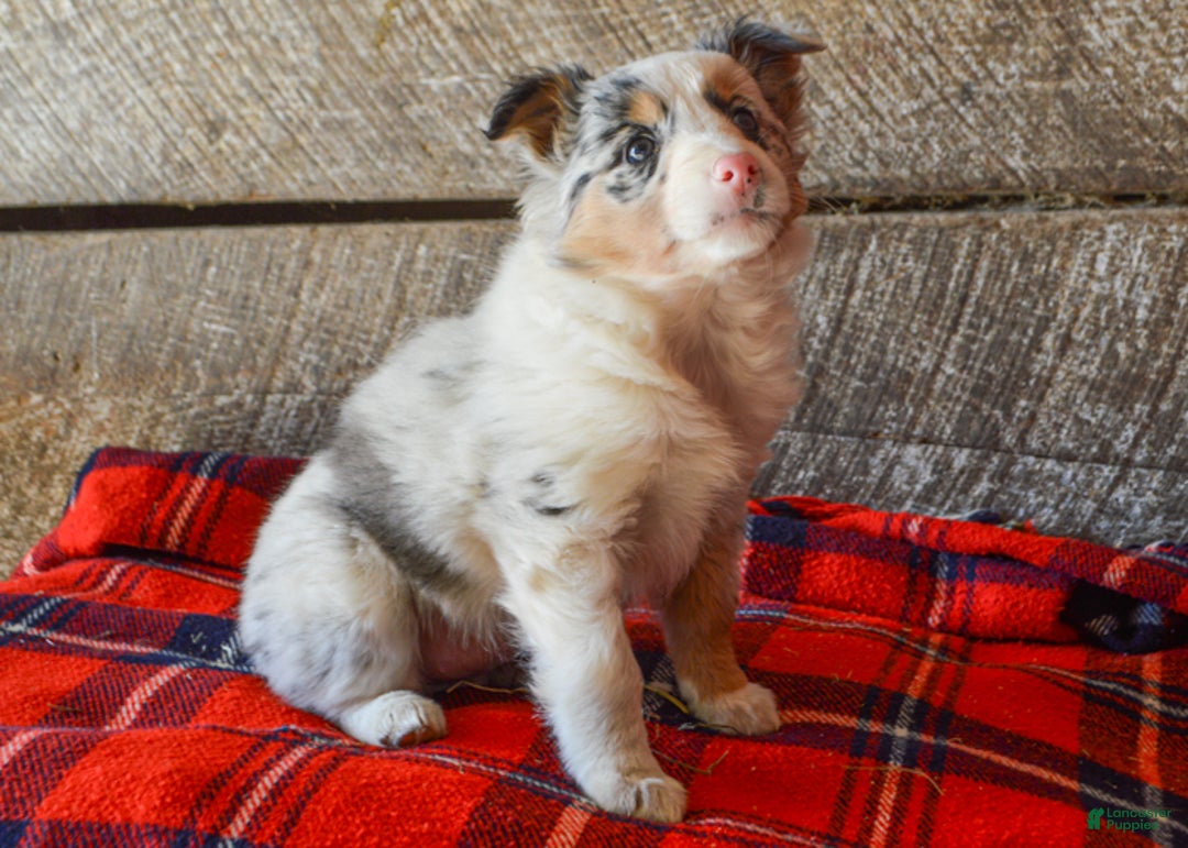 Mixed Breed dogs for sale: Petunia - Ad 2