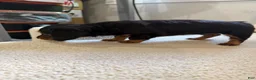 Miniature Dachshund dogs for sale: Miniature Dachshund 1 - Ad 16