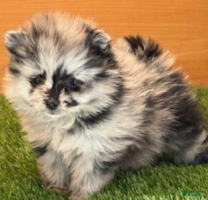 Toy Poodle dogs Toy Poodle Puppy 1 - Ad 21