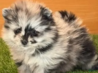 Toy Poodle dogs Toy Poodle Puppy 1 - Ad 21