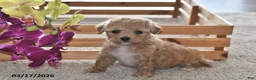 Bichpoo dogs for sale: Jewel - Ad 3