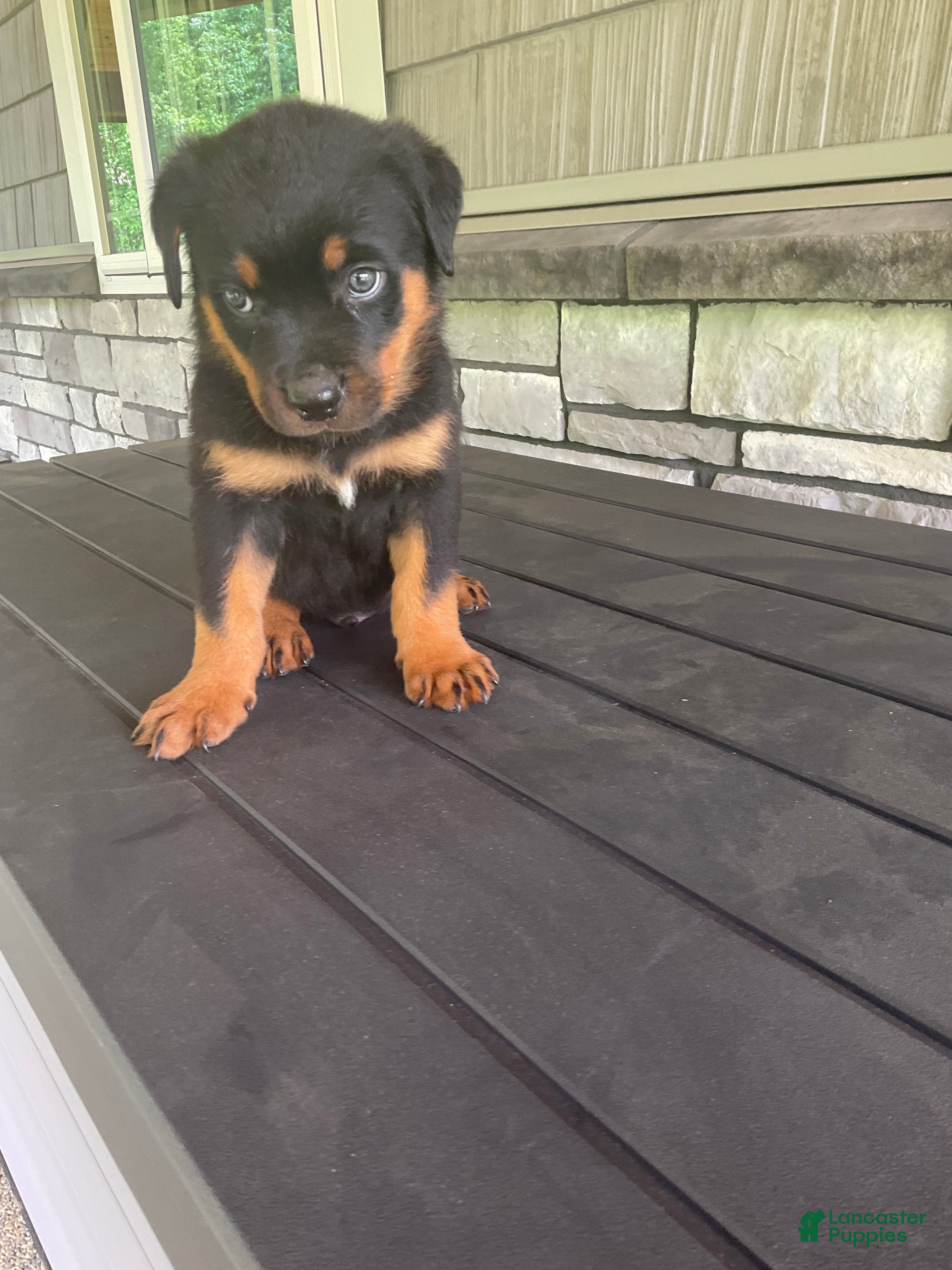 Rottweiler dogs Deasel  - Ad 2