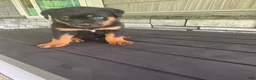 Rottweiler dogs for sale: Deasel  - Ad 2