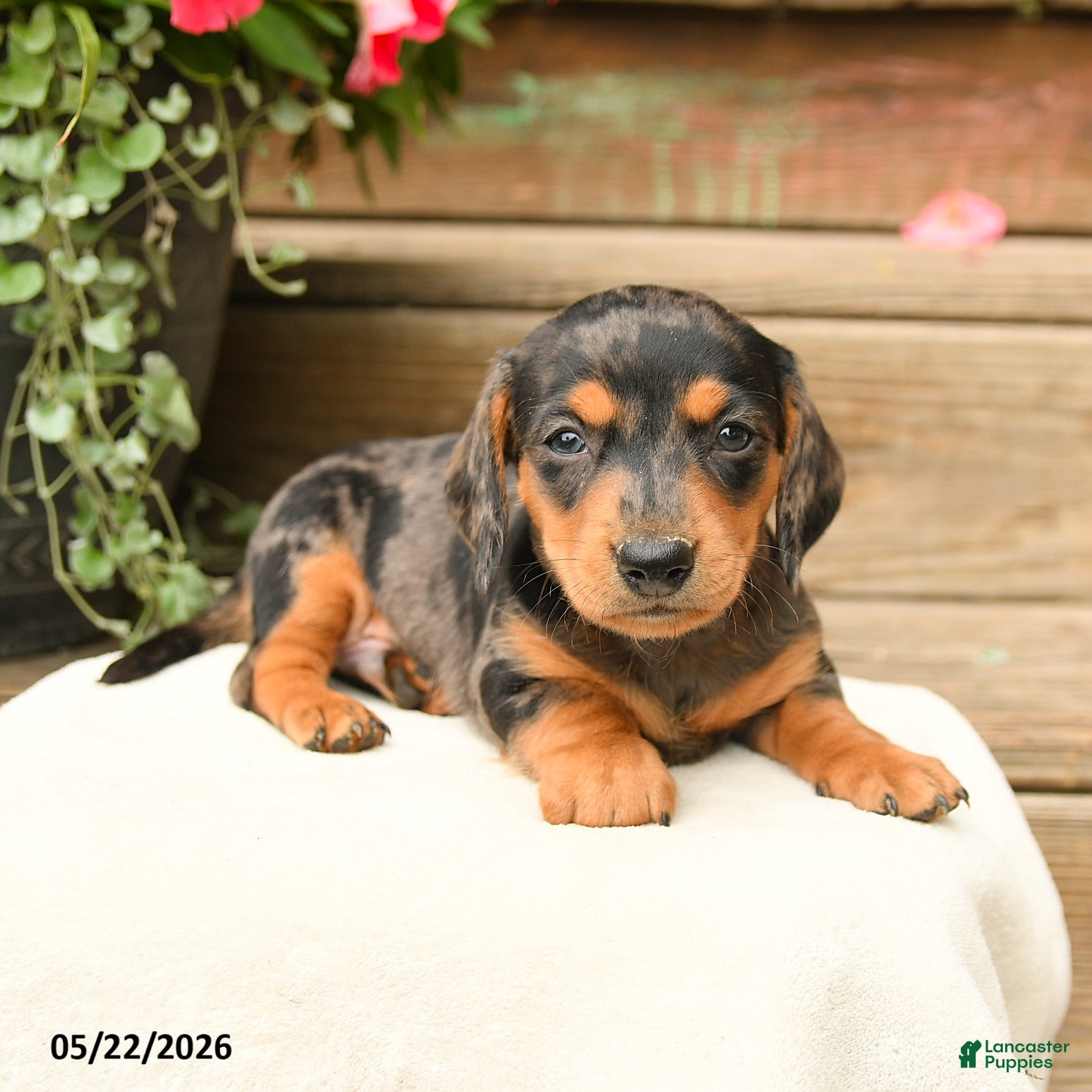 Dachshund dogs Aurleius - Ad 2