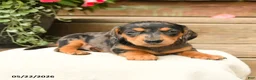 Dachshund dogs for sale: Aurleius - Ad 2