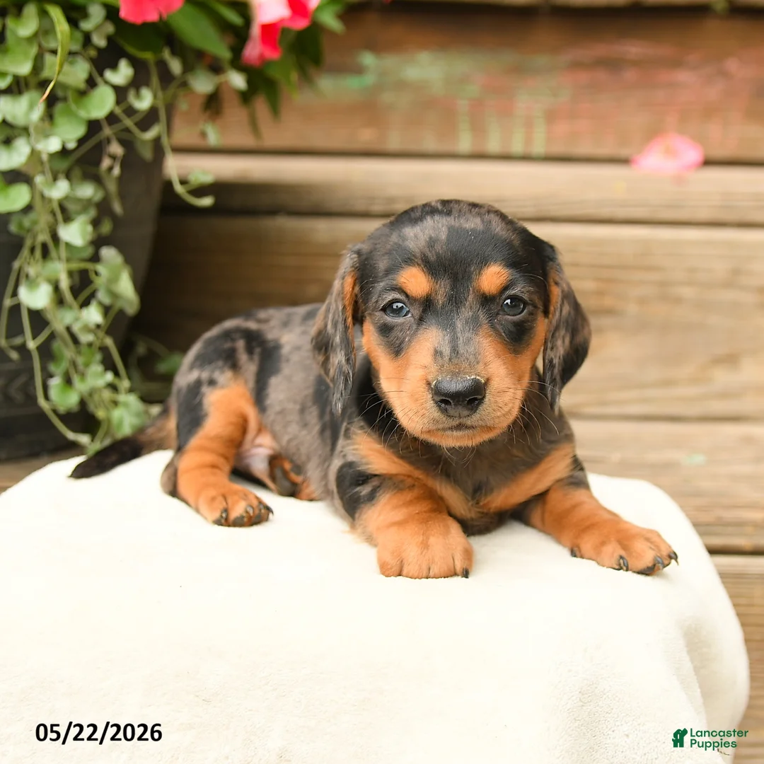 Dachshund dogs for sale: Aurleius - Ad 2