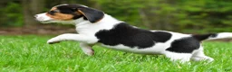 Beagle dogs for sale: Bee - Ad 9