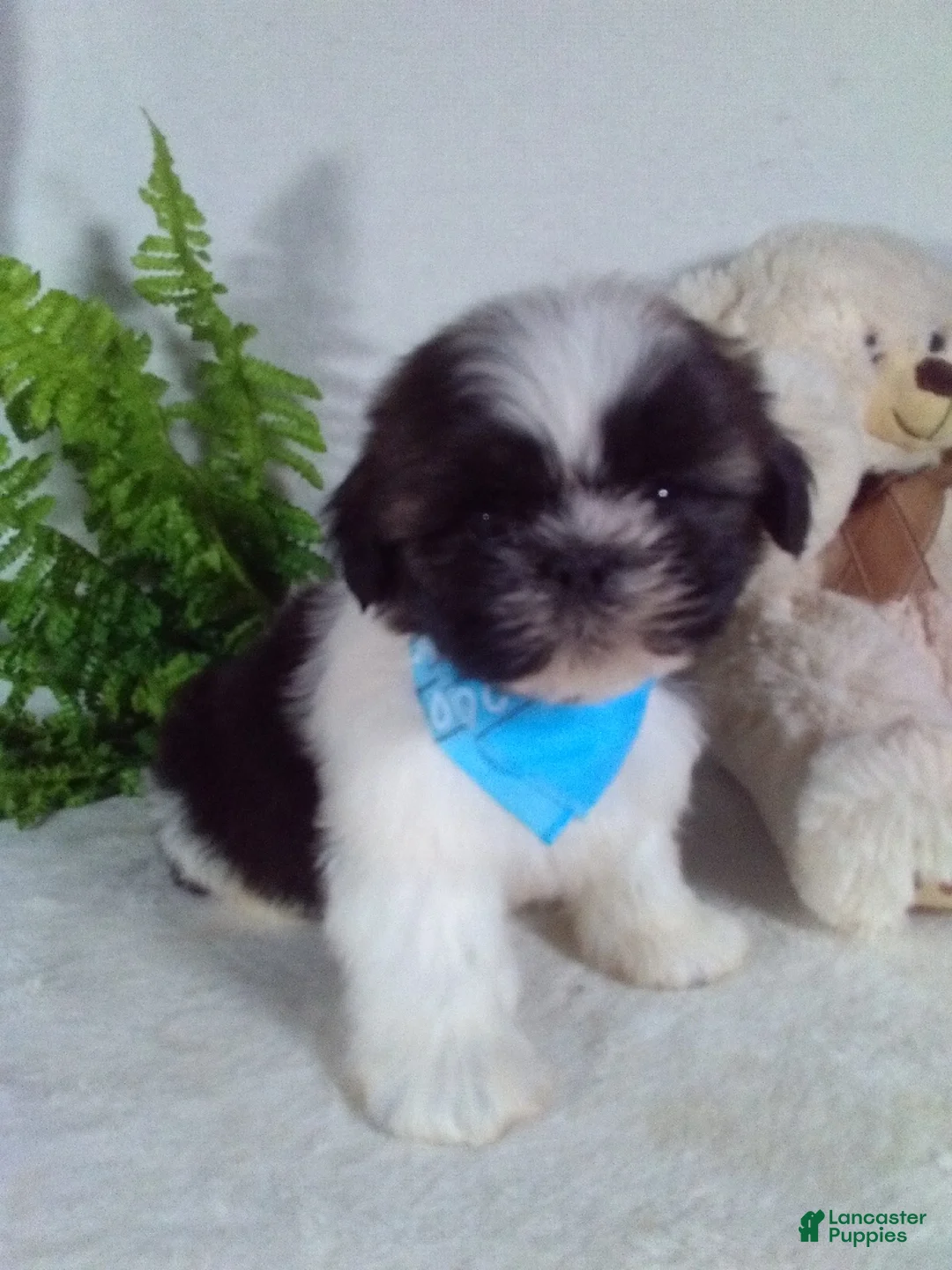 Shih Tzu dogs for sale: Cash - Ad 2