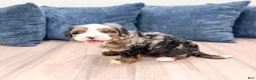 Mini Bernedoodle dogs for sale: Nova - Ad 4