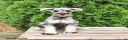 Miniature Schnauzer dogs for sale: Ben - Ad 3