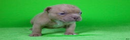 American Bully dogs for sale: Lilac Male - Ad 4