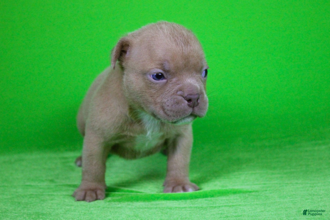 American Bully dogs for sale: Lilac Male - Ad 4
