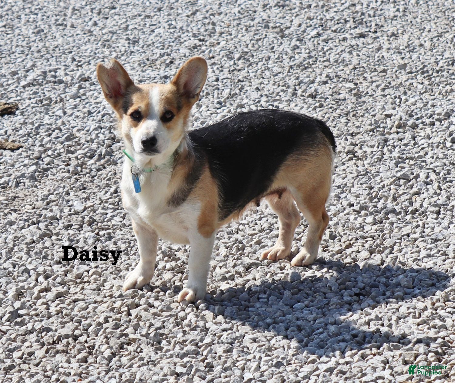 Welsh Corgi Pembroke dogs Andy - Ad 2