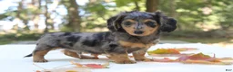 Miniature Dachshund dogs for sale: Skylar - Ad 2