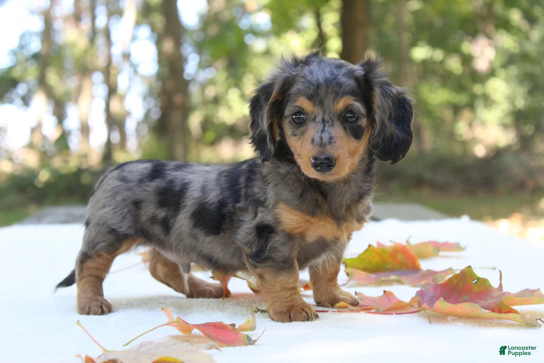Miniature Dachshund dogs for sale: Skylar - Ad 2
