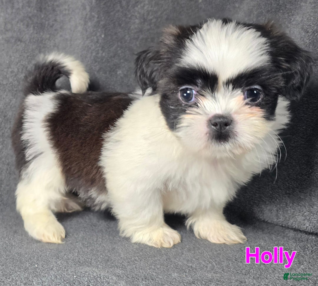 Shih Tzu dogs for sale: Holly - Ad 2