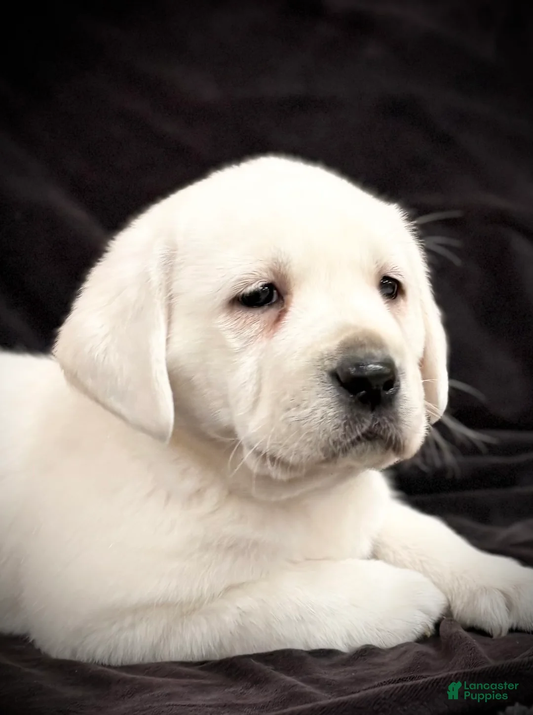 Labrador Retriever dogs for sale: Gemma  - Ad 5