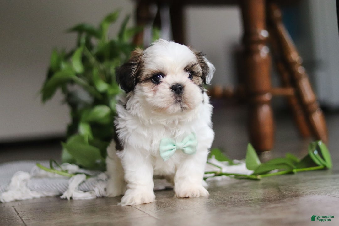 Shih Tzu dogs for sale: Logan - Ad 5
