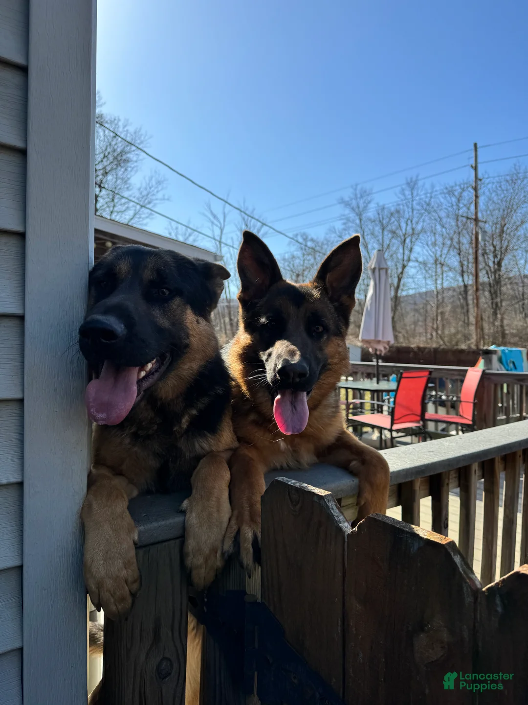 German Shepherd dogs for sale: Red German Shepherd Puppy - Ad 2