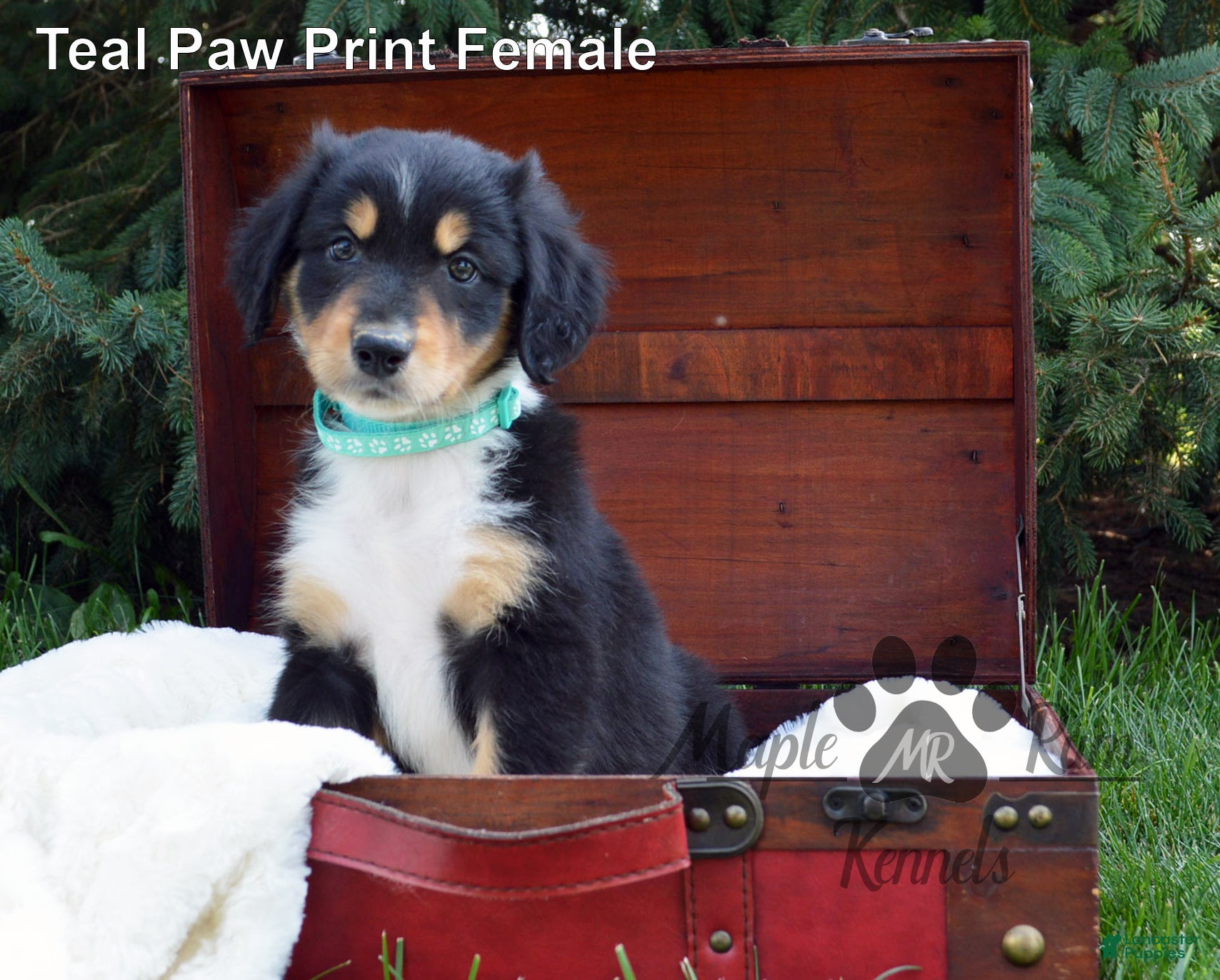 Aussiedoodle dogs Sammy's Teal Paw Print Girl - Ad 1