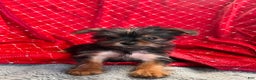 Yorkiepoo dogs for sale: Teacup Yorkie/YorkiePinPuppy 2 - Ad 3