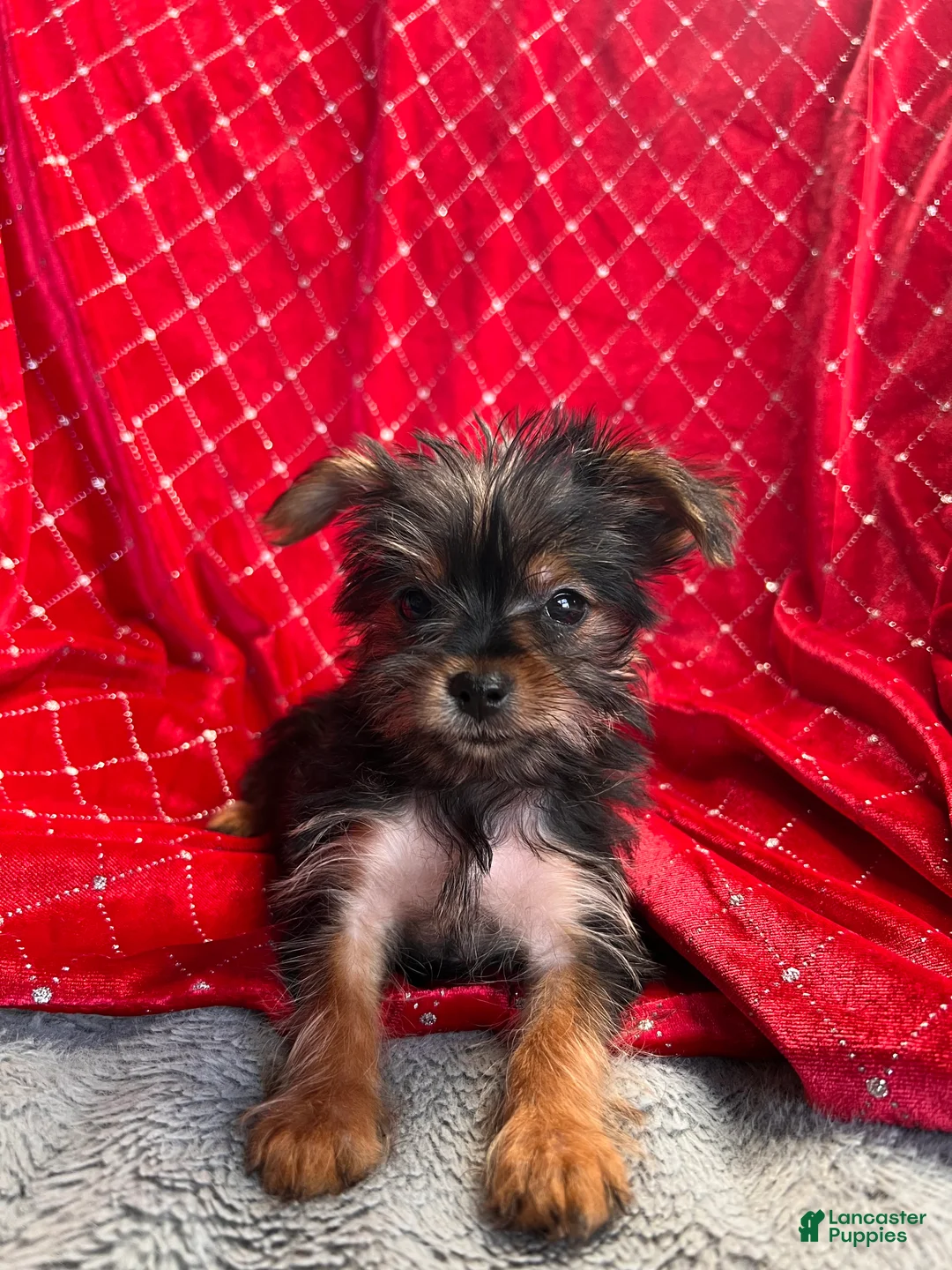 Yorkiepoo dogs for sale: Teacup Yorkie/YorkiePinPuppy 2 - Ad 4