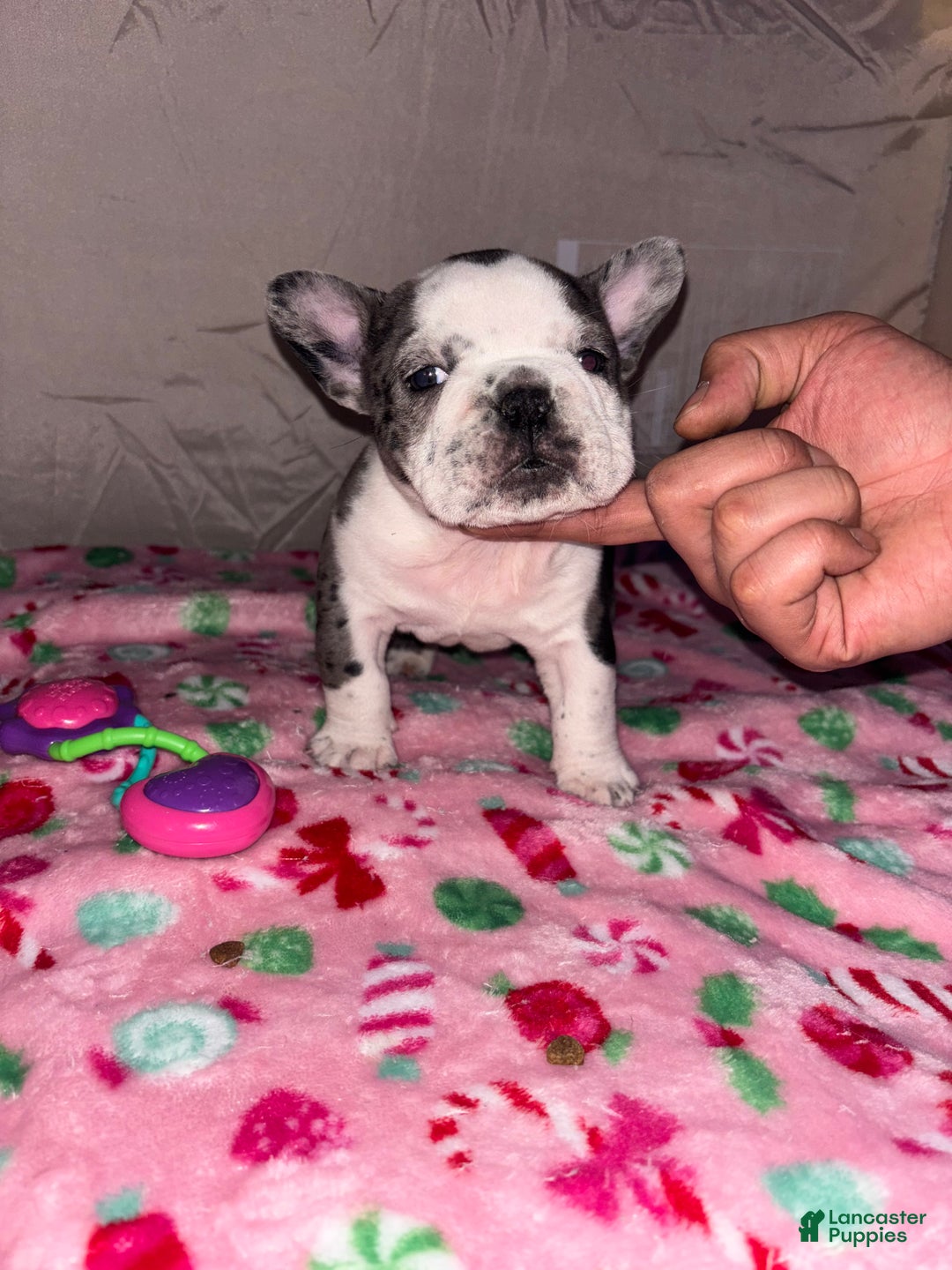 American Bully dogs for sale: American Bully Puppy 6 - Ad 3