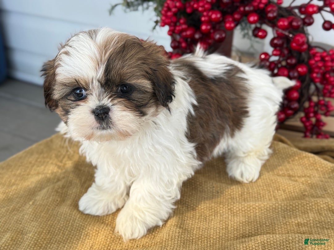 Shih Tzu dogs for sale: Poppy - Ad 12
