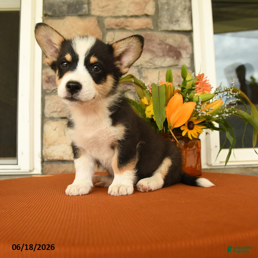 Welsh Corgi Pembroke dogs for sale: Dawson - Ad 1