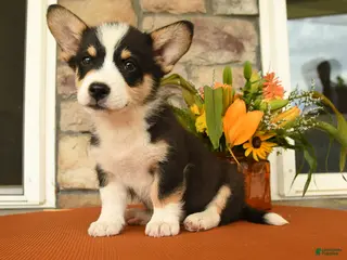 Welsh Corgi Pembroke dogs for sale: Dawson - Ad 2