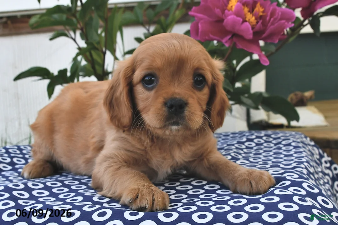 Mixed Breed dogs for sale: Tess - Ad 2