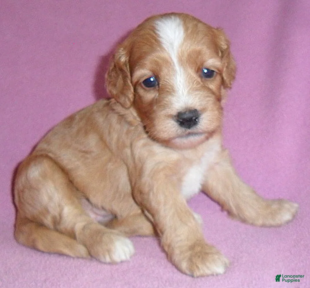 Cockapoo dogs for sale: Molly - Ad 1