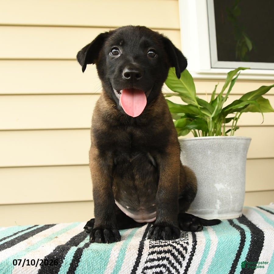 Belgian Malinois dogs Nia - Ad 1