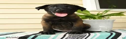 Belgian Malinois dogs for sale: Nia - Ad 1