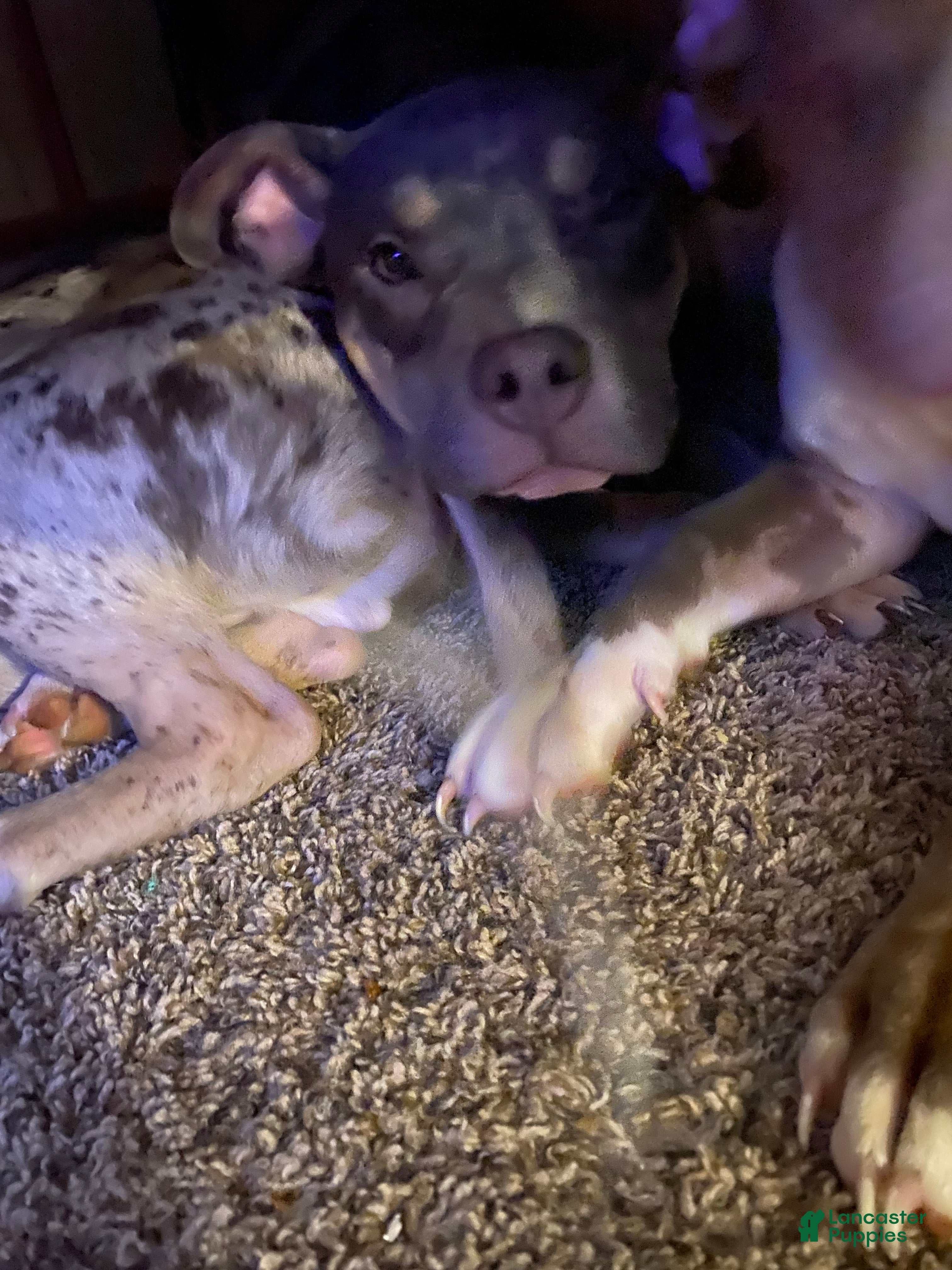 American Bully dogs American Bully Puppy 2 - Ad 19