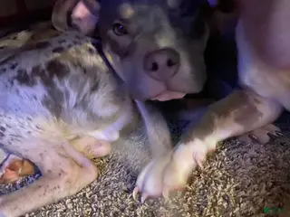 American Bully dogs American Bully Puppy 2 - Ad 19