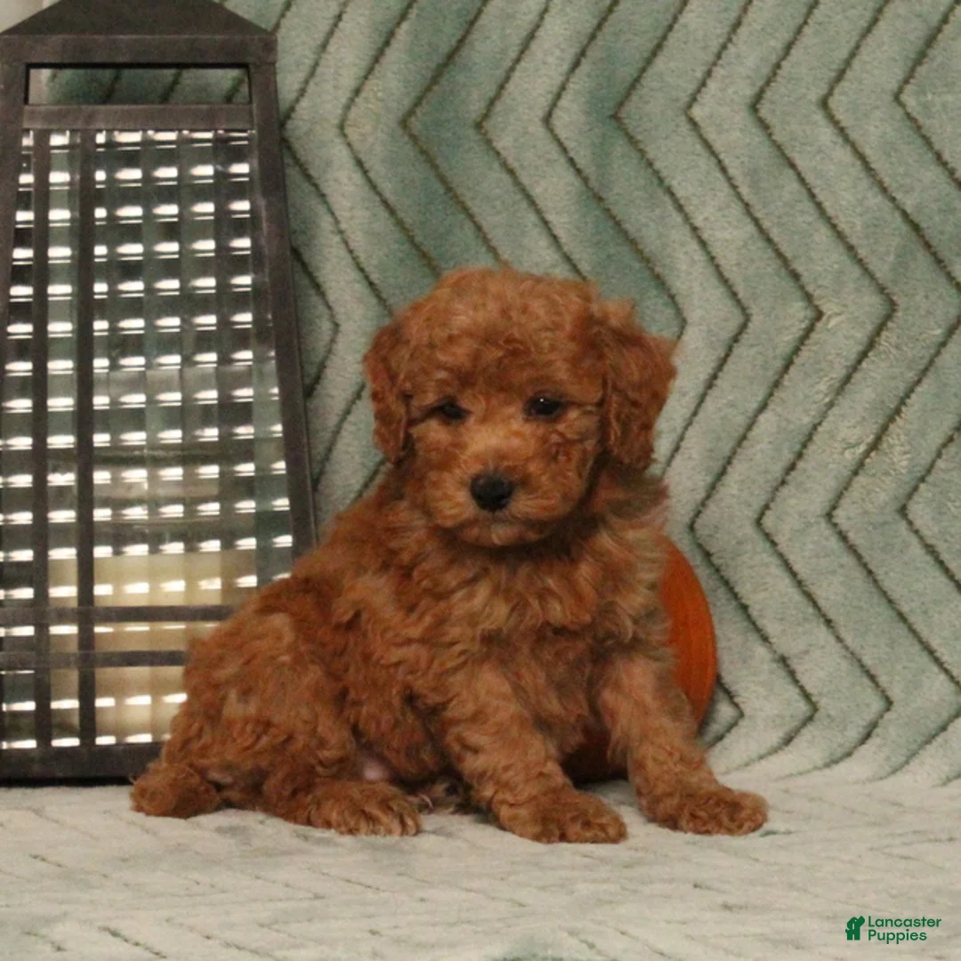 Miniature Poodle dogs for sale: Gulliver - Ad 4