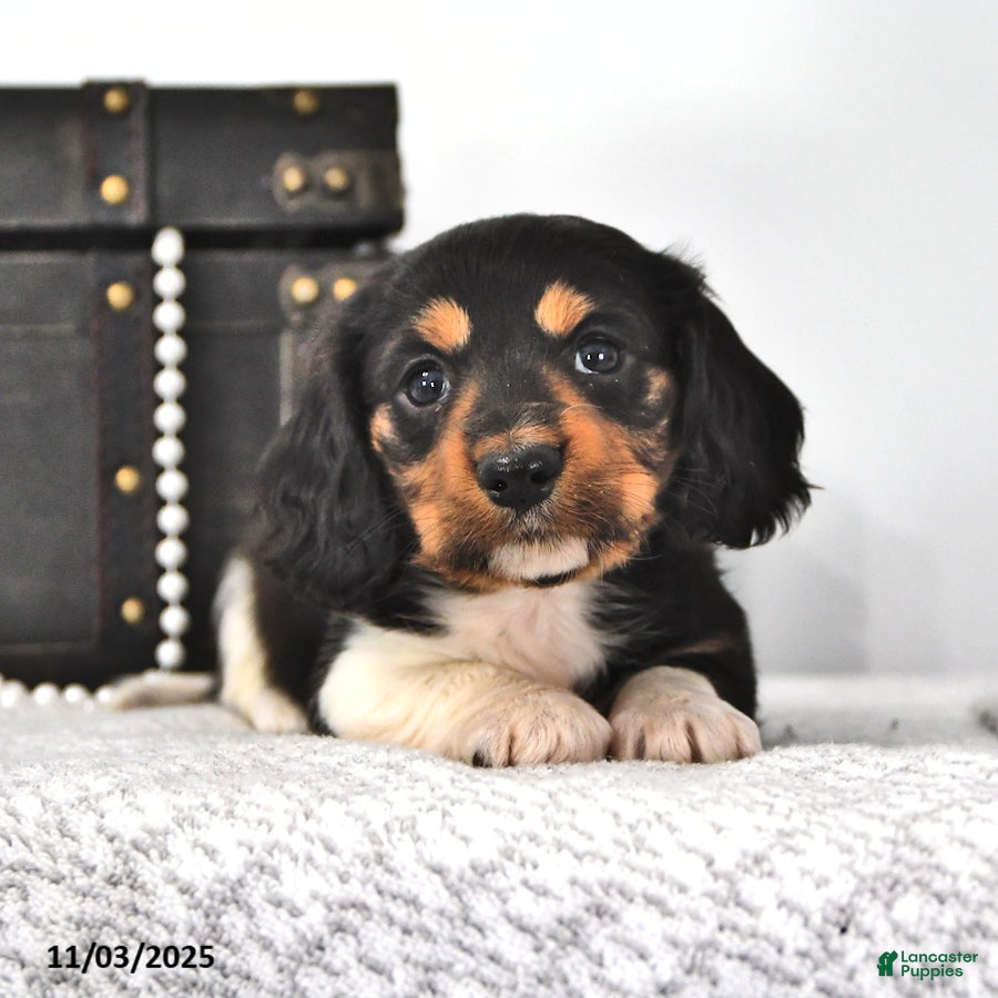 Miniature Dachshund dogs Jackson - Ad 11