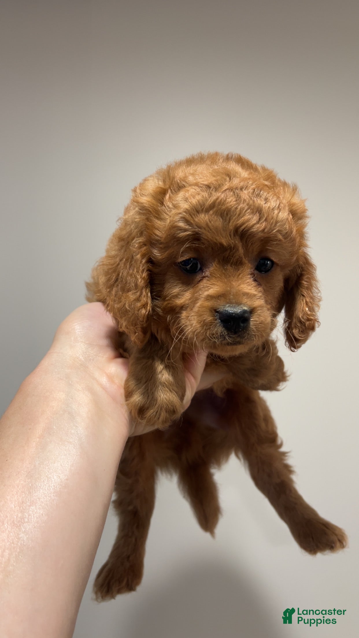 Cavapoo dogs Medium blonde male - Ad 42