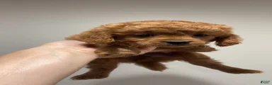 Medium blonde male