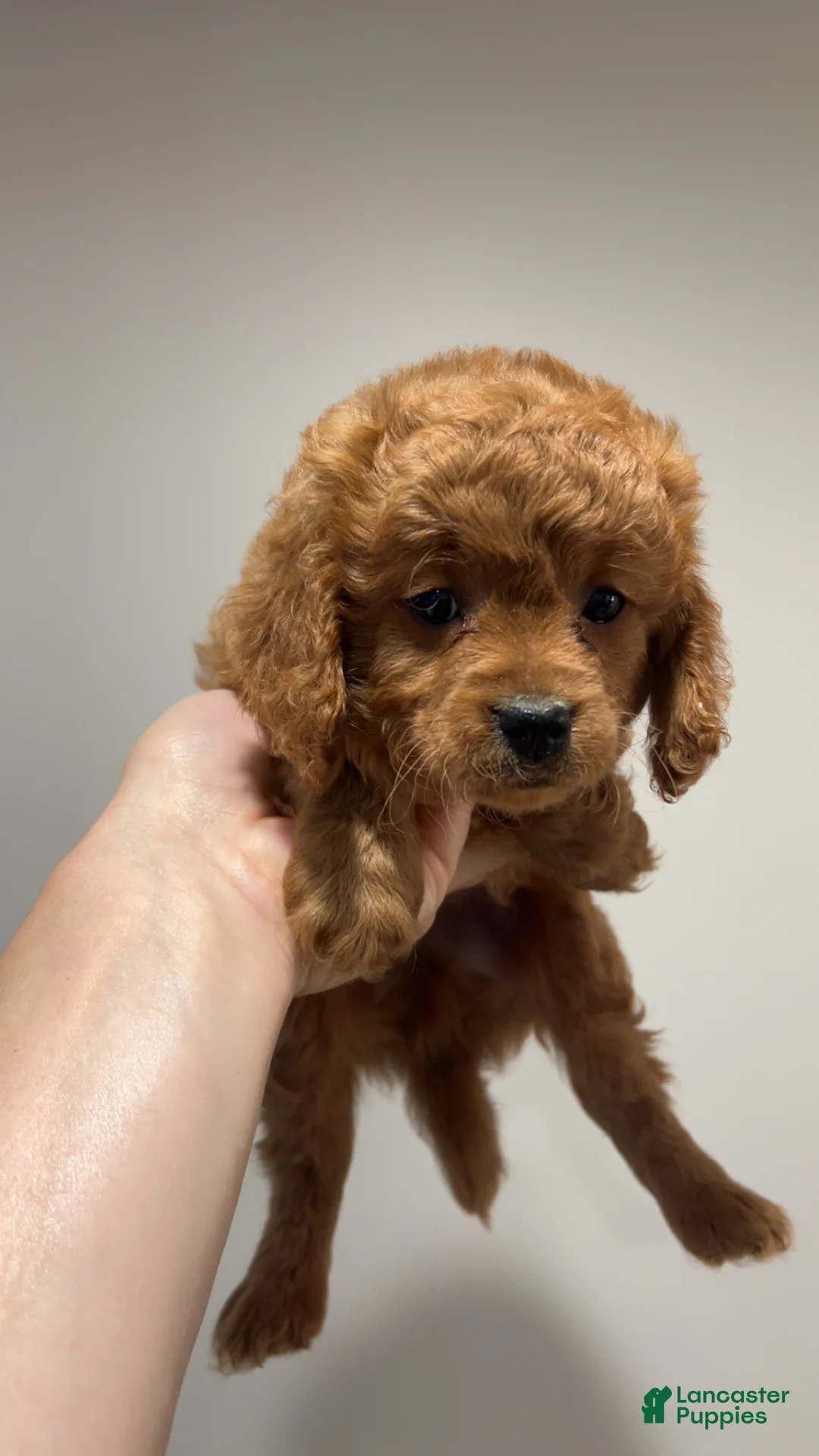 Cavapoo dogs for sale: Medium blonde male - Ad 1